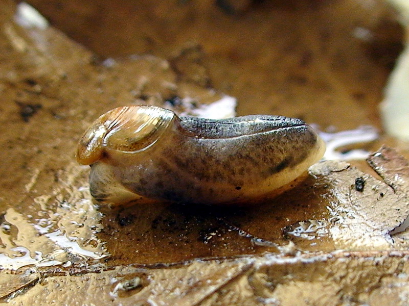 Daudebardia brevipes sicula